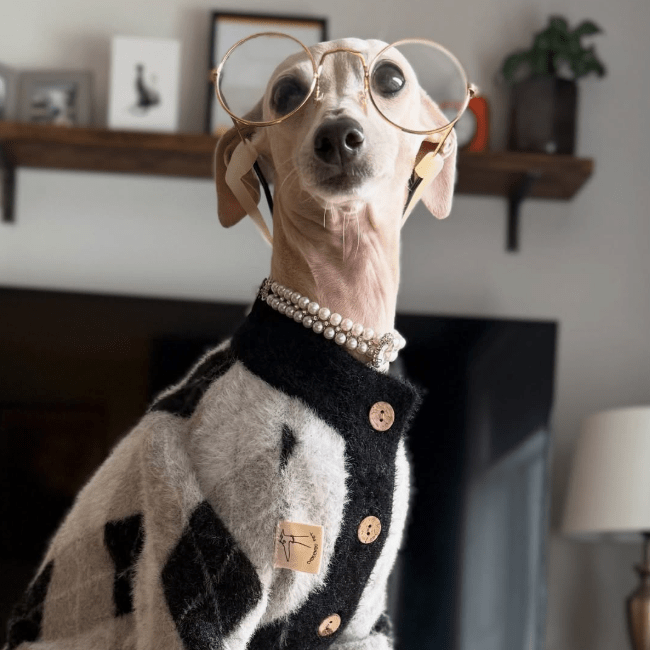 Plush Italian Greyhound Dog Sweater