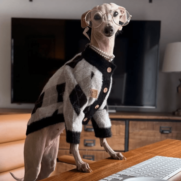 Plush Italian Greyhound Dog Sweater