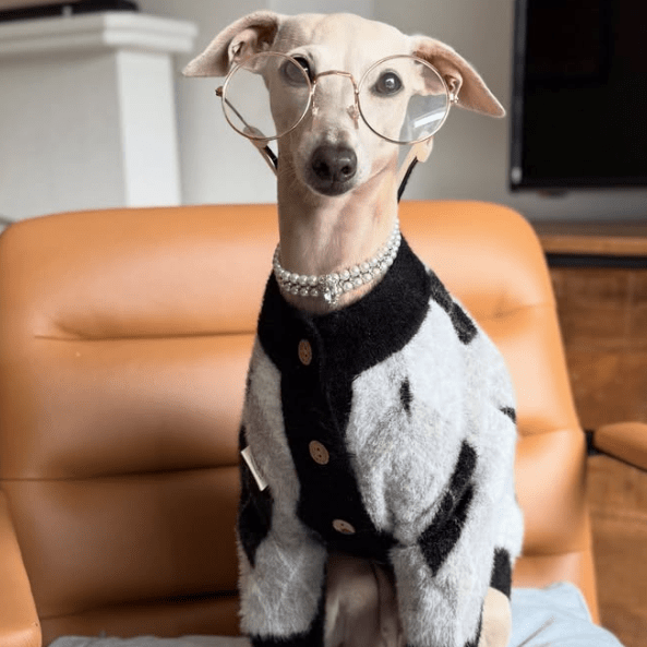 Plush Italian Greyhound Dog Sweater
