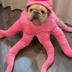 Plush Halloween Dog Costume