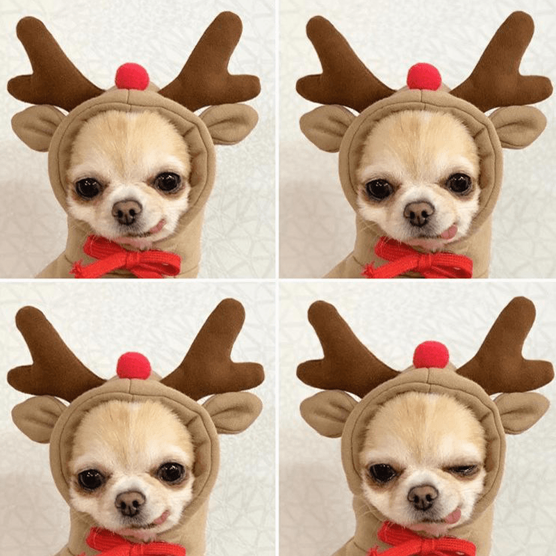 Comfortable Halloween Snail Pet Costume