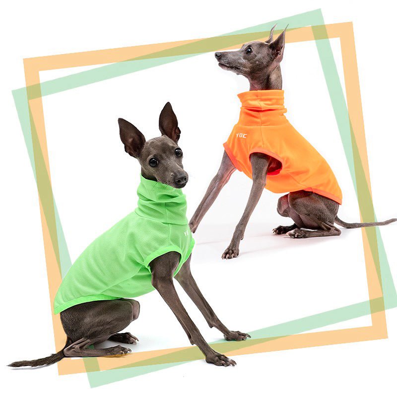 Breathable Sun Protection Whippet Dog Shirt