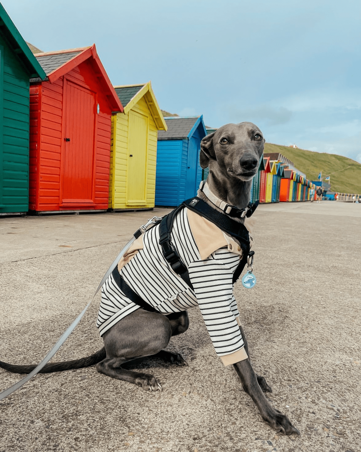 Stylish Cotton Greyhound Polo Shirts