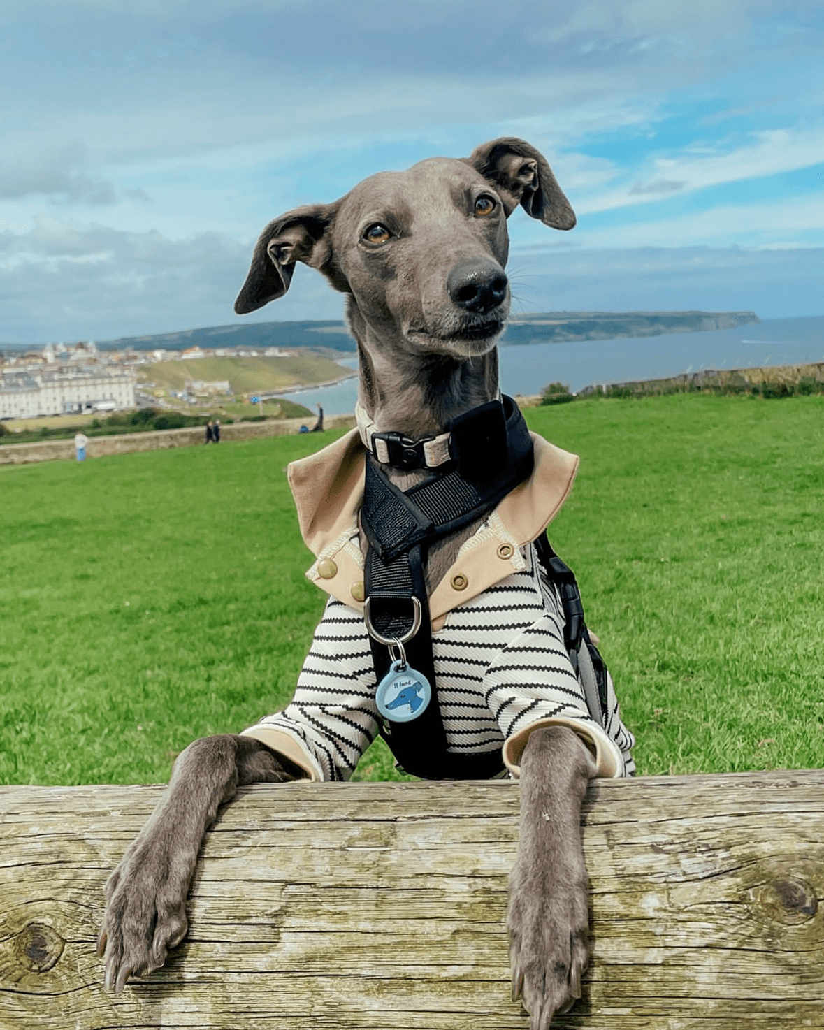 Stylish Cotton Greyhound Polo Shirts