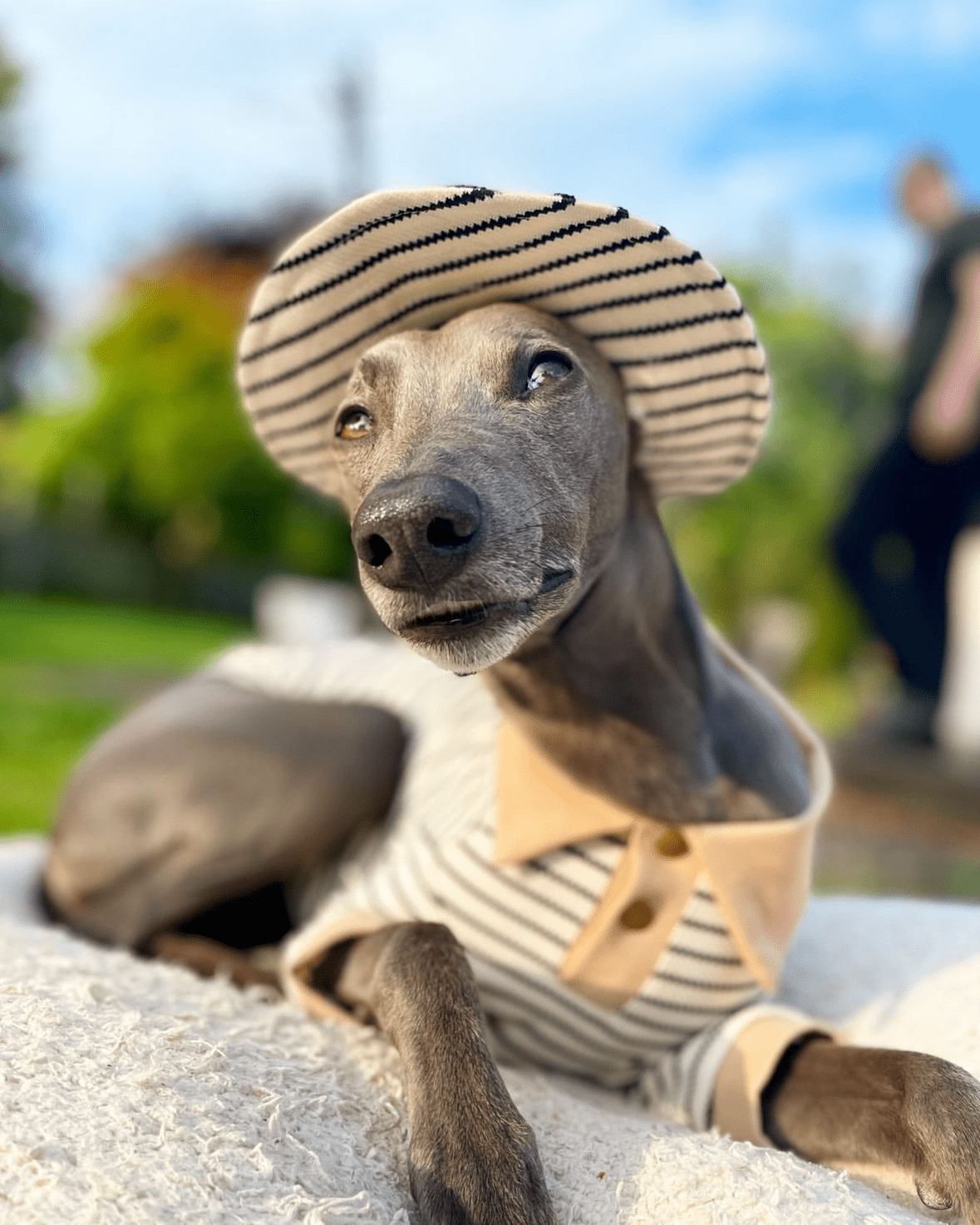 Stylish Cotton Greyhound Polo Shirts