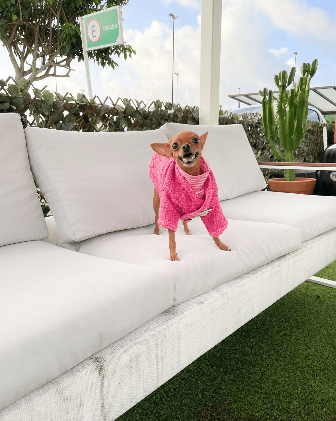 Warm Tweed Chihuahua Winter Jacket