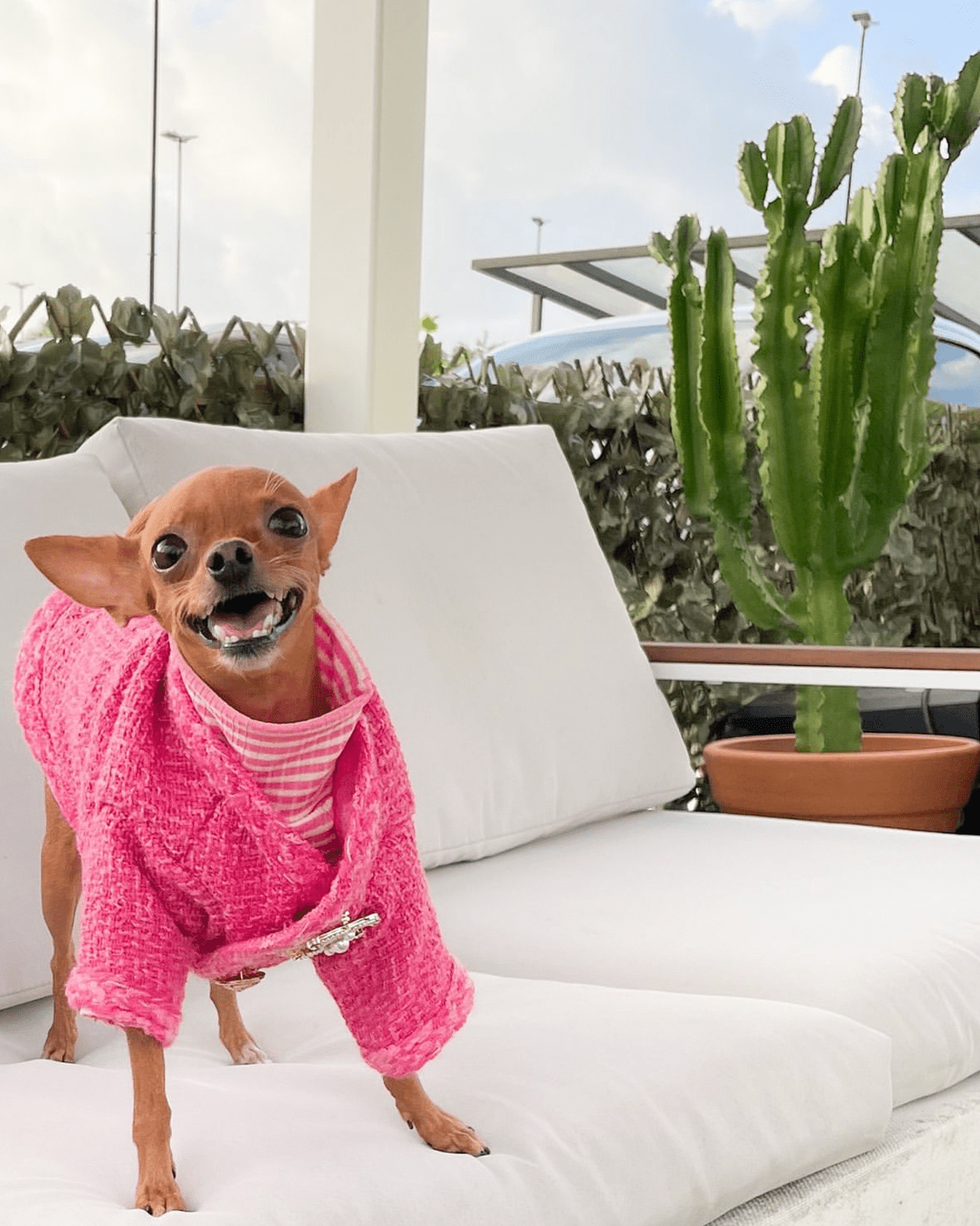 Warm Tweed Chihuahua Winter Jacket