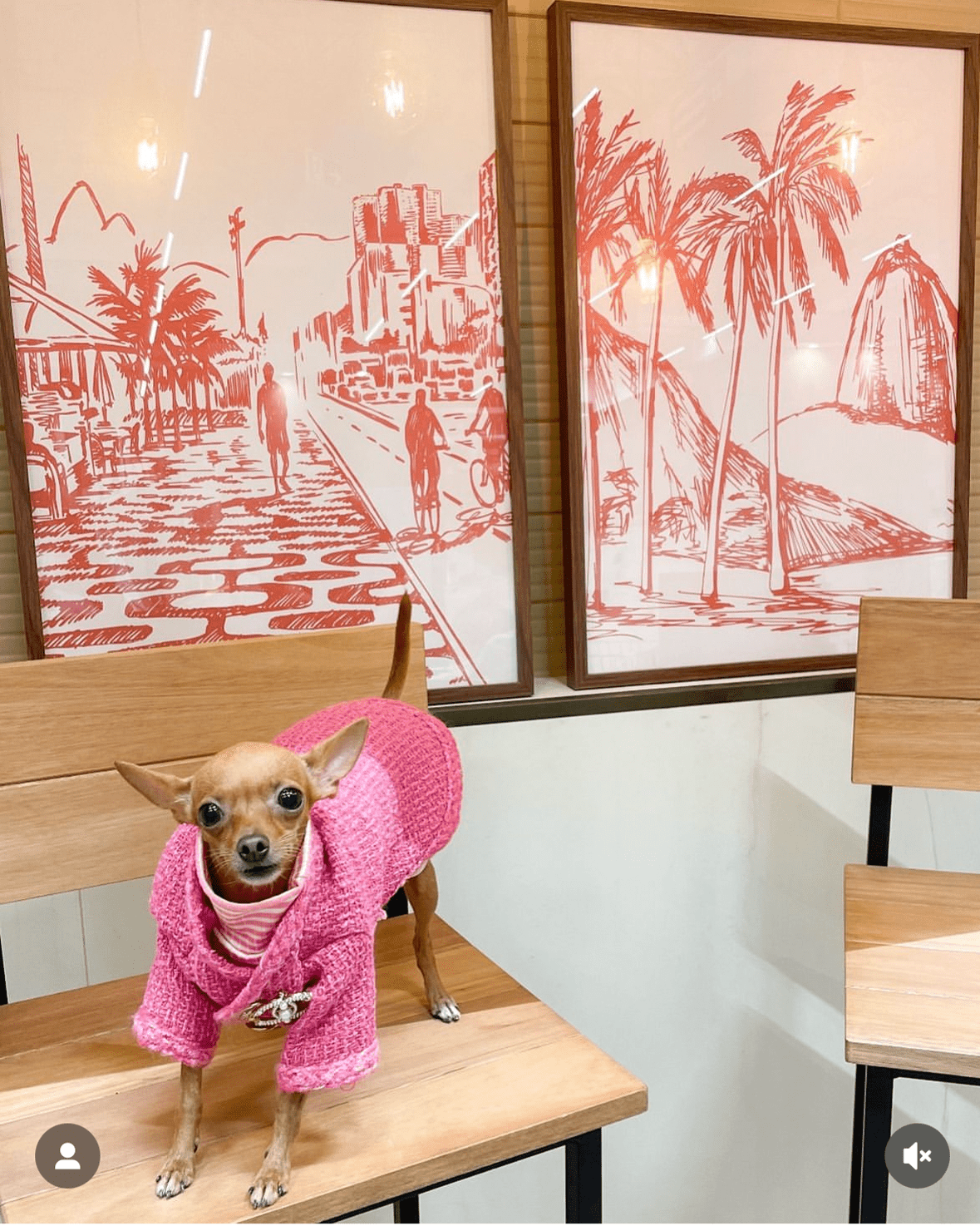 Warm Tweed Chihuahua Winter Jacket