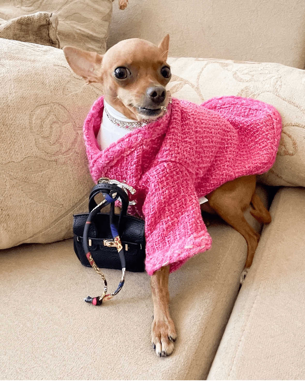 Warm Tweed Chihuahua Winter Jacket