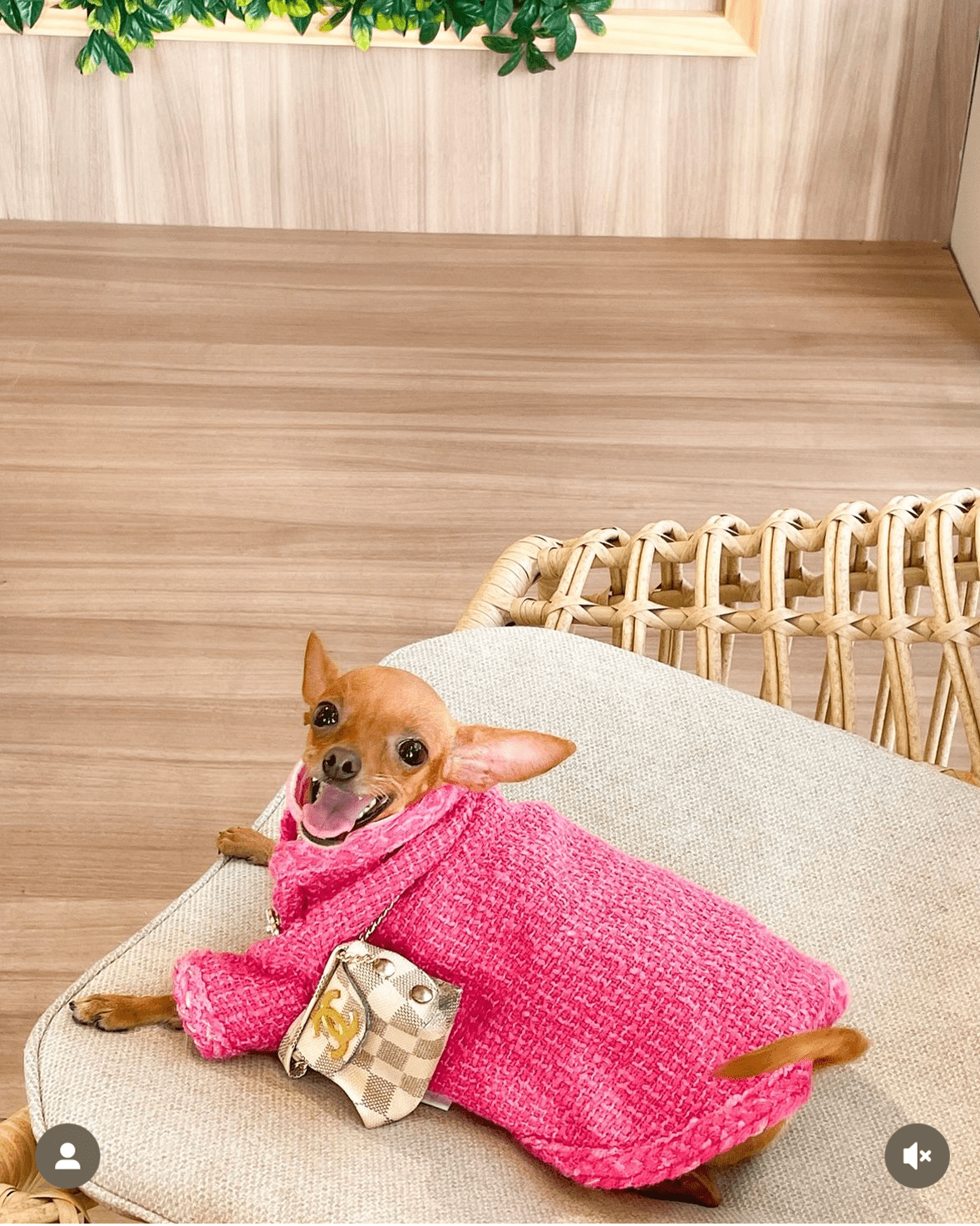 Warm Tweed Chihuahua Winter Jacket