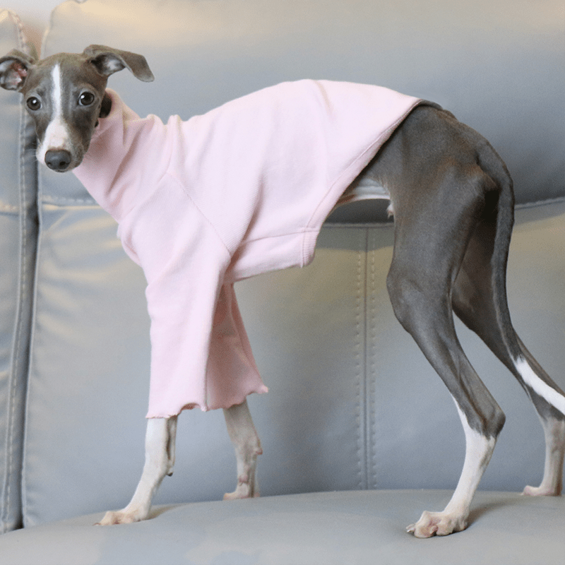 Warm Italian Greyhound Underlayer Shirts