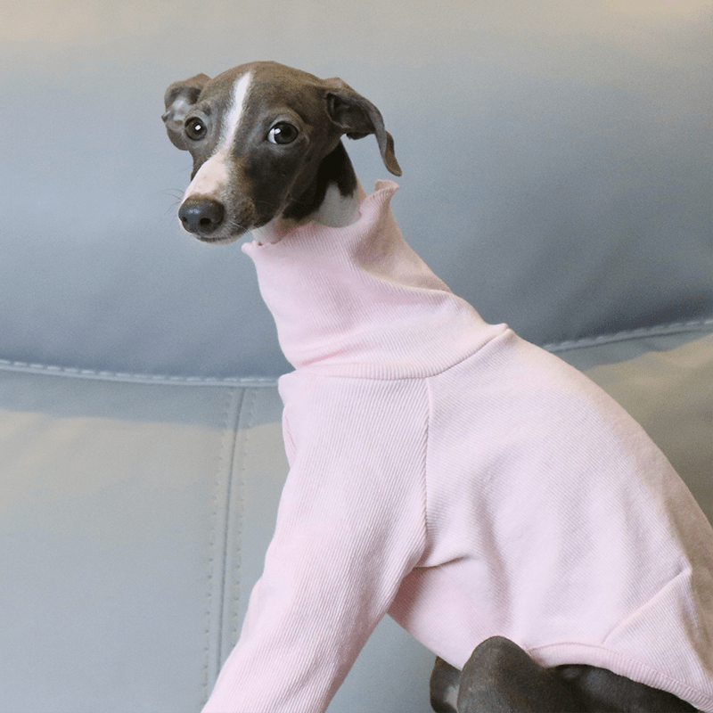 Warm Italian Greyhound Underlayer Shirts