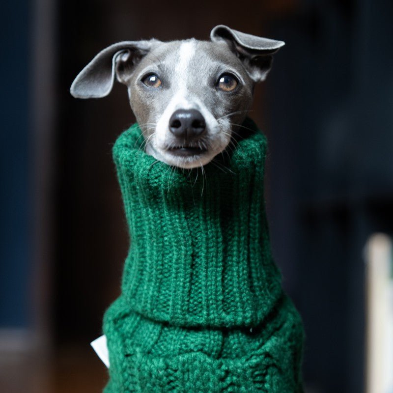 Warm Italian Greyhound Knitted Sweater