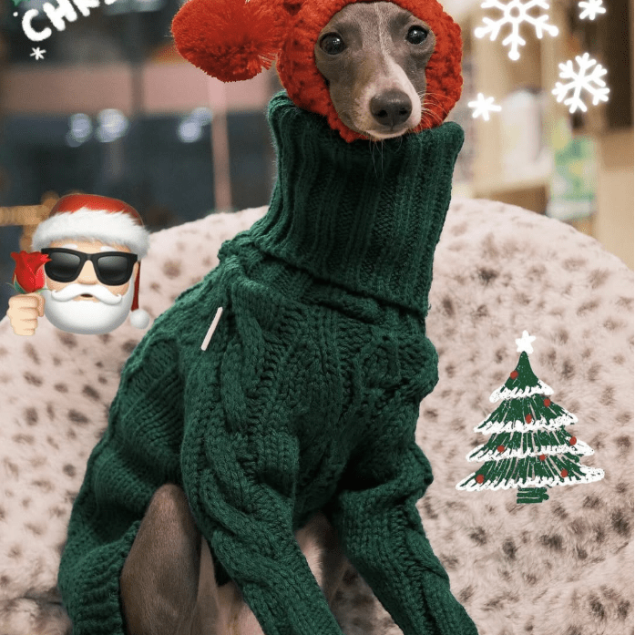 Warm Italian Greyhound Knitted Sweater