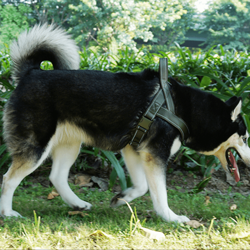 No Pull Anti Escape Large Dog Harness Set