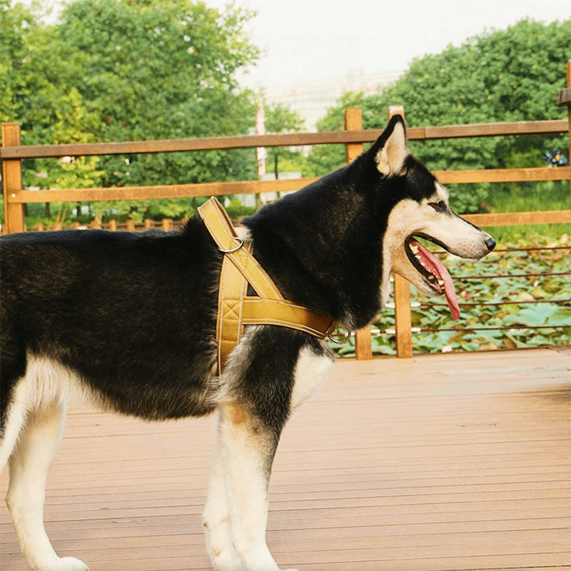 No Pull Anti Escape Large Dog Harness Set