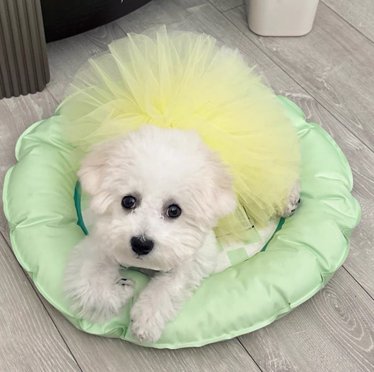 Layered Mesh Princess Cat Dress