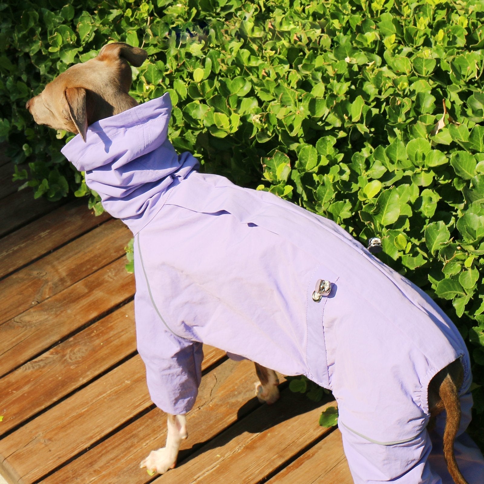 Lightweight Waterproof Sighthound Dog Jacket