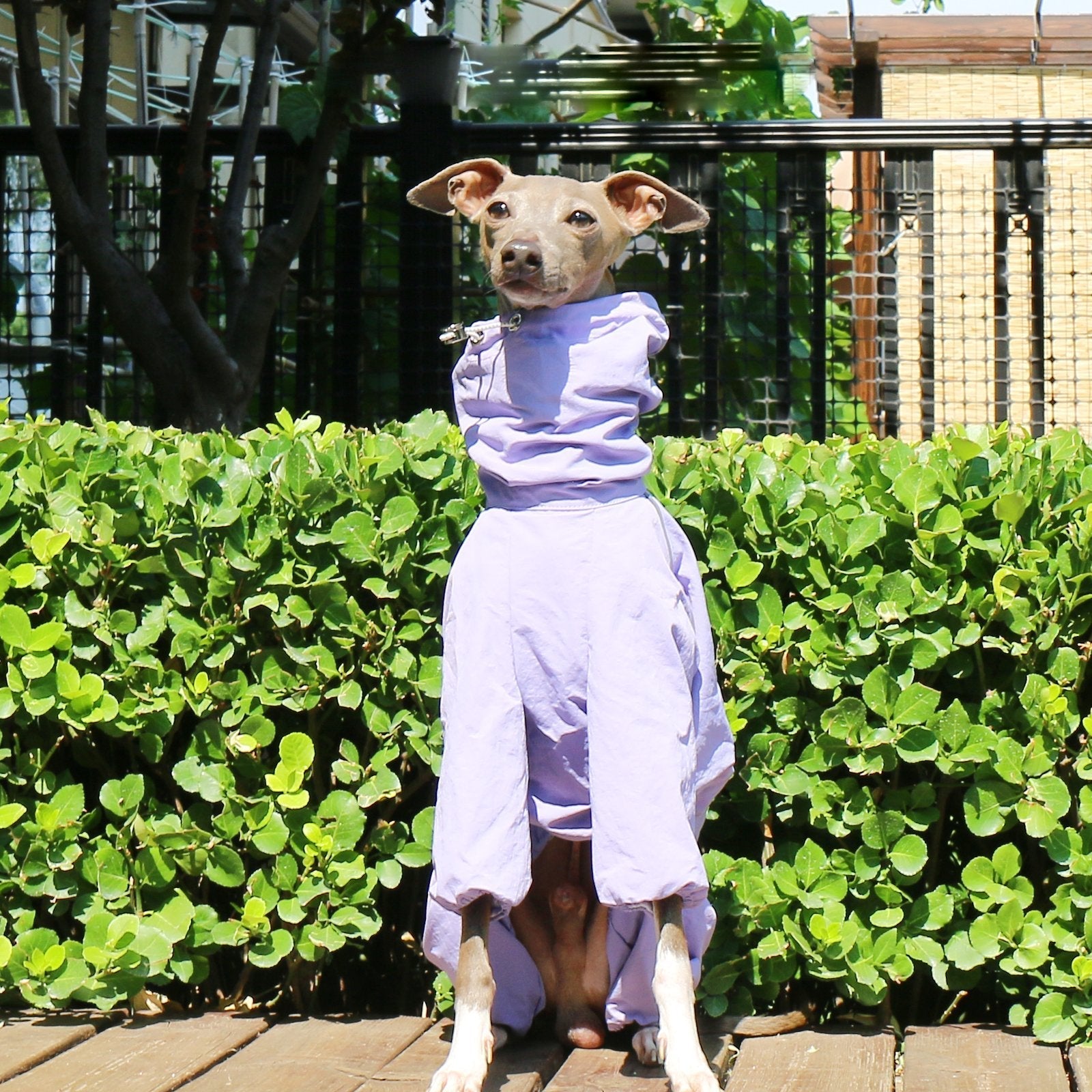 Lightweight Waterproof Sighthound Dog Jacket