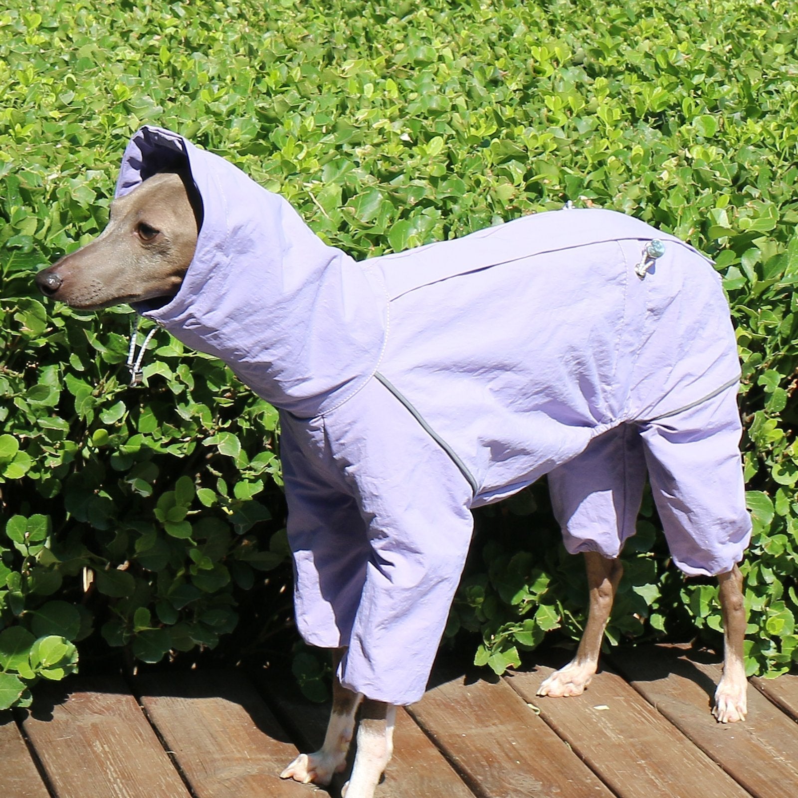 Lightweight Waterproof Sighthound Dog Jacket