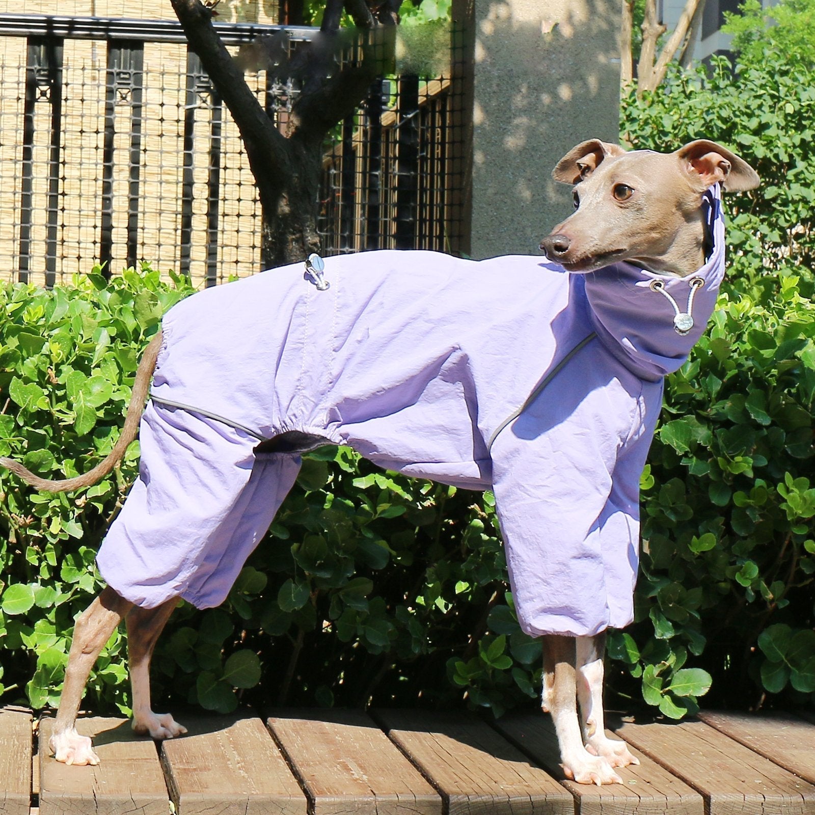 Lightweight Waterproof Sighthound Dog Jacket
