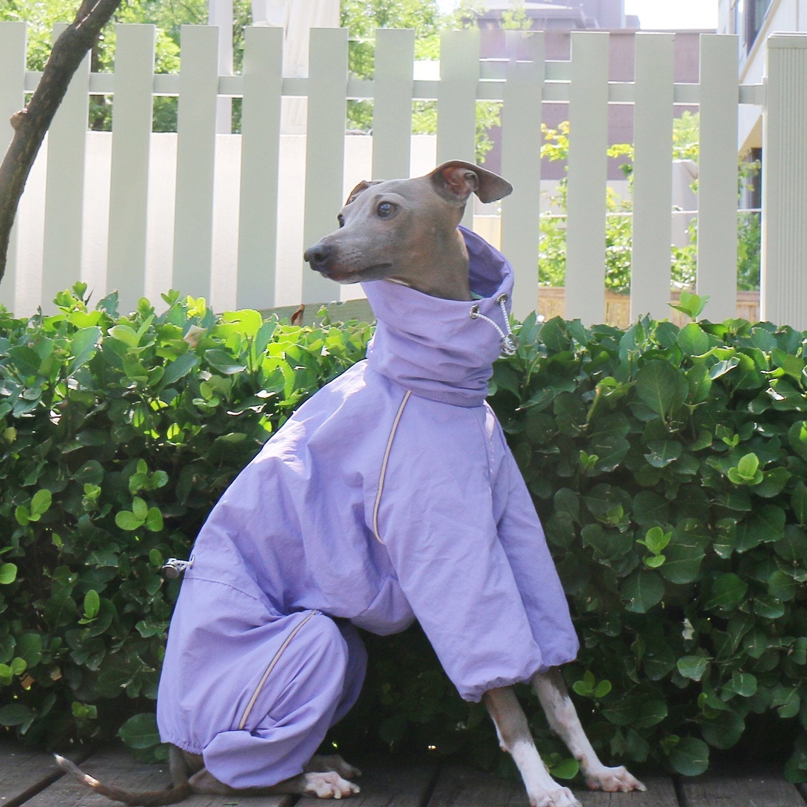 Lightweight Waterproof Sighthound Dog Jacket