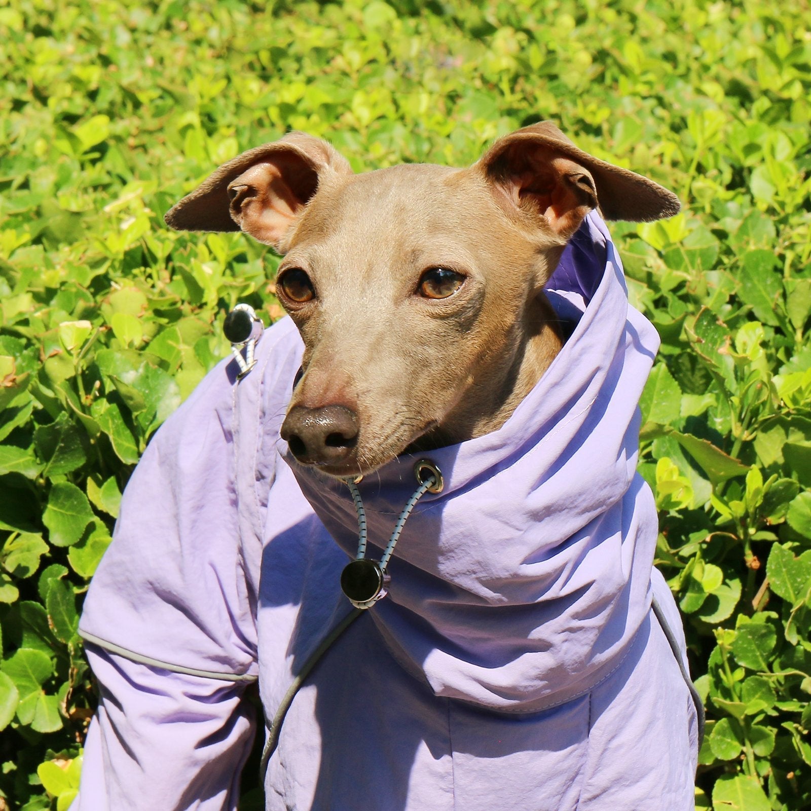 Lightweight Waterproof Sighthound Dog Jacket