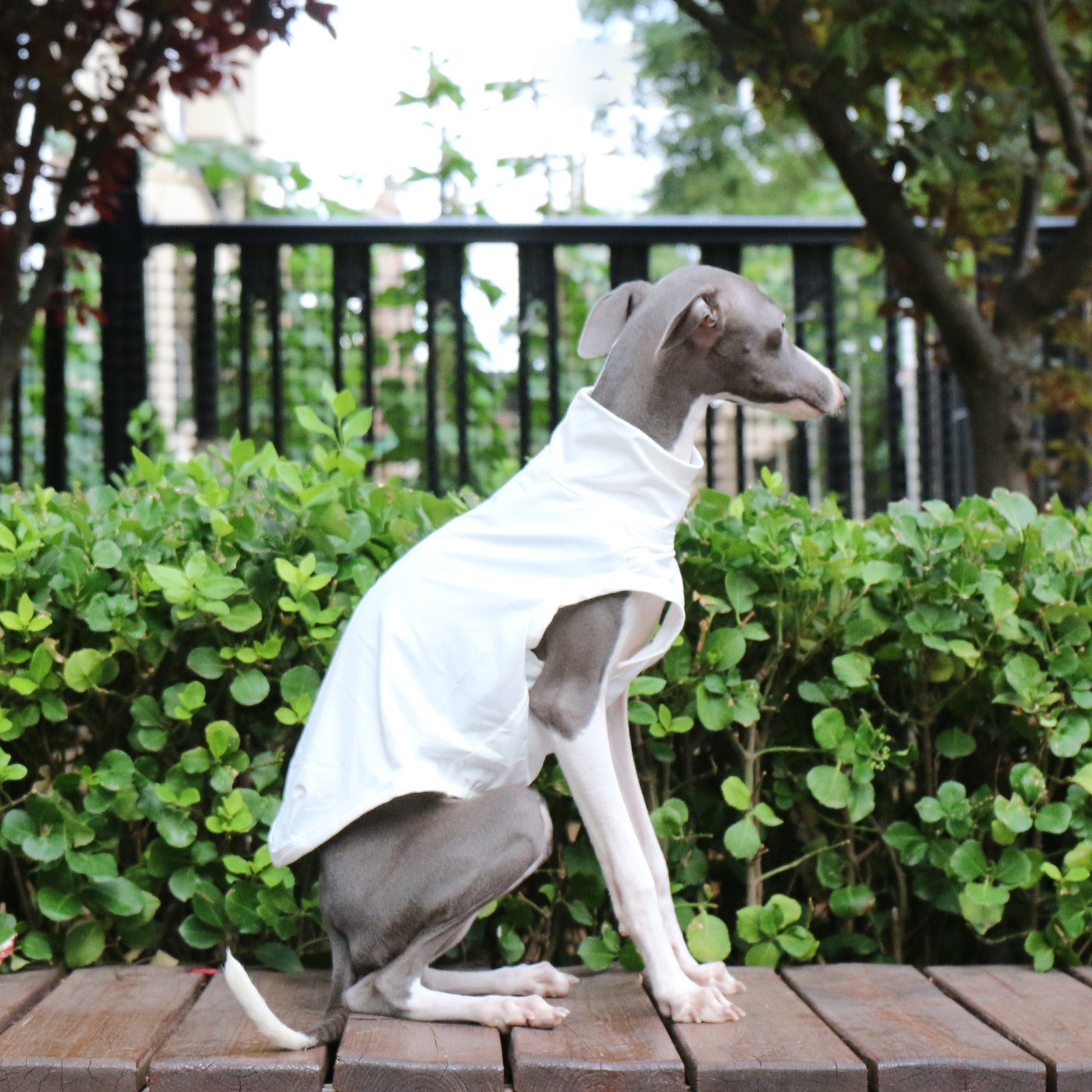 Lightweight Breathable Sighthound Summer Vest