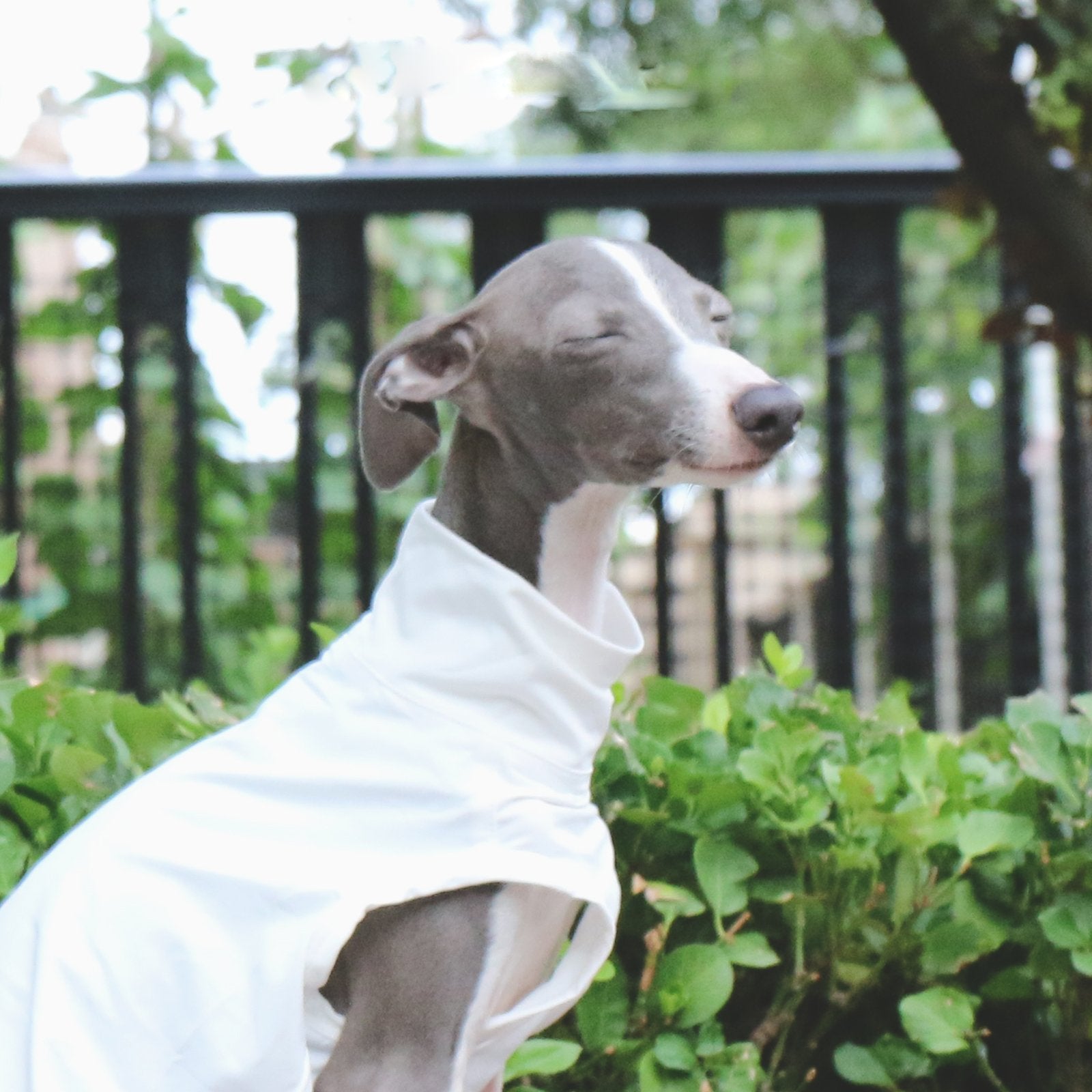 Lightweight Breathable Sighthound Summer Vest