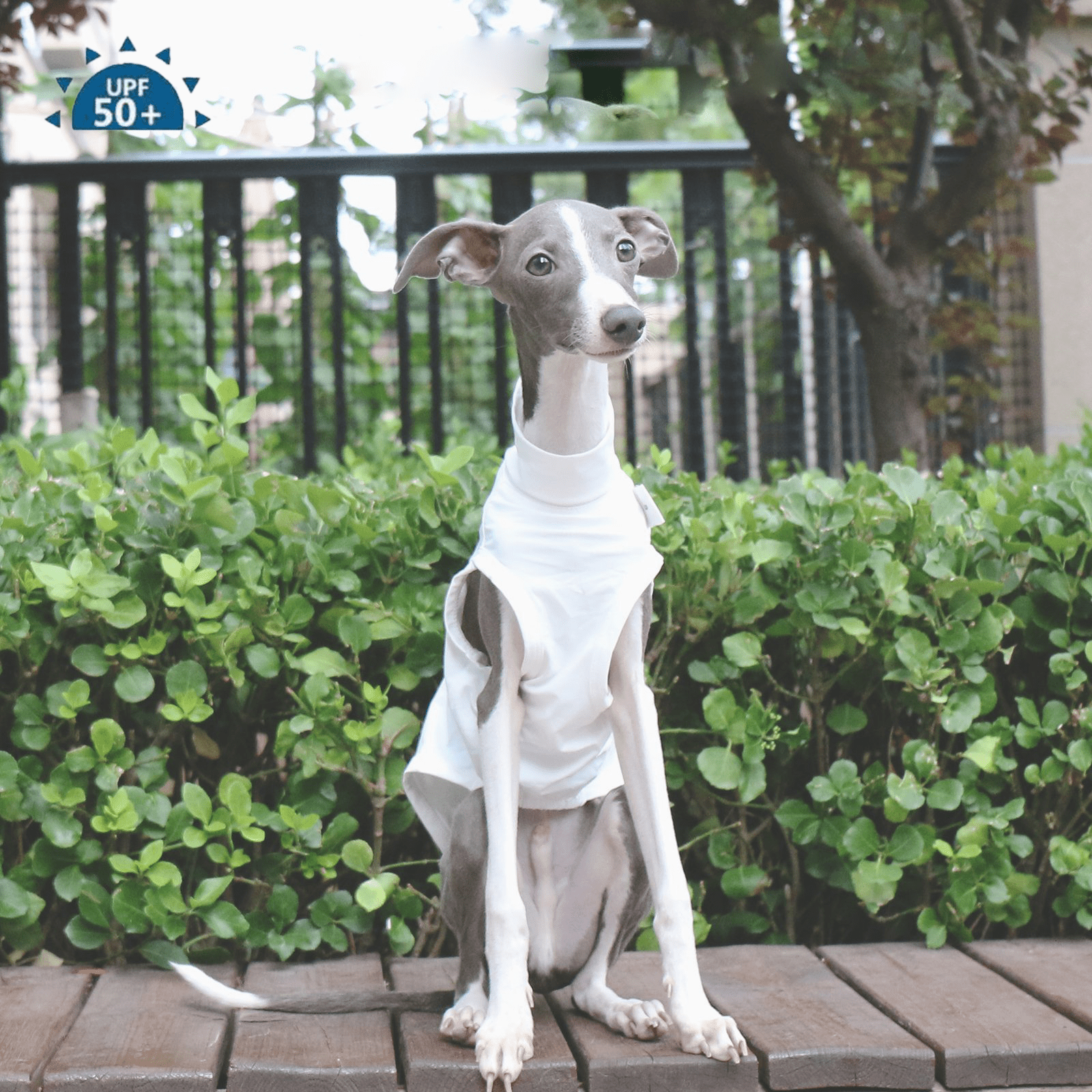 Lightweight Breathable Sighthound Summer Vest