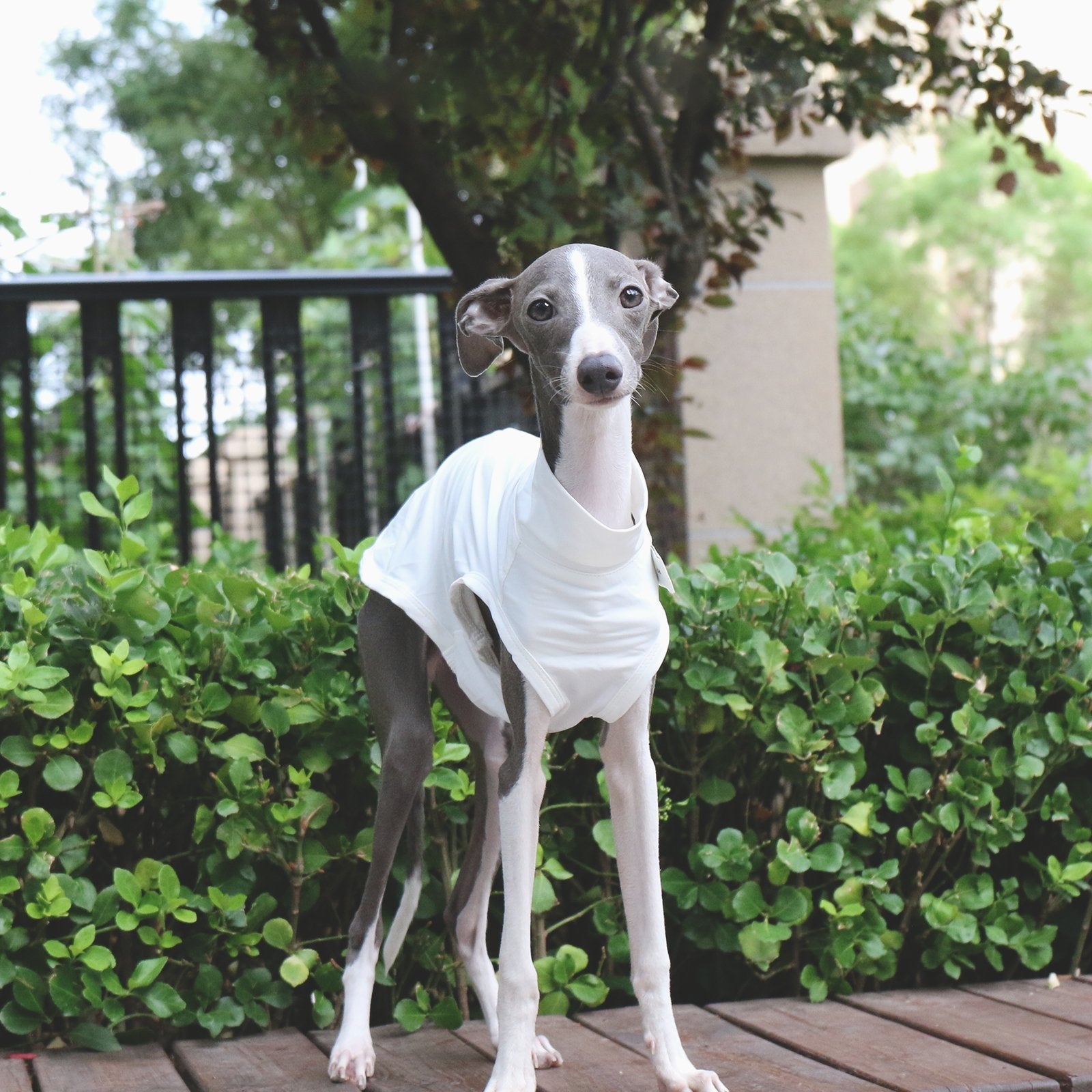 Lightweight Breathable Sighthound Summer Vest