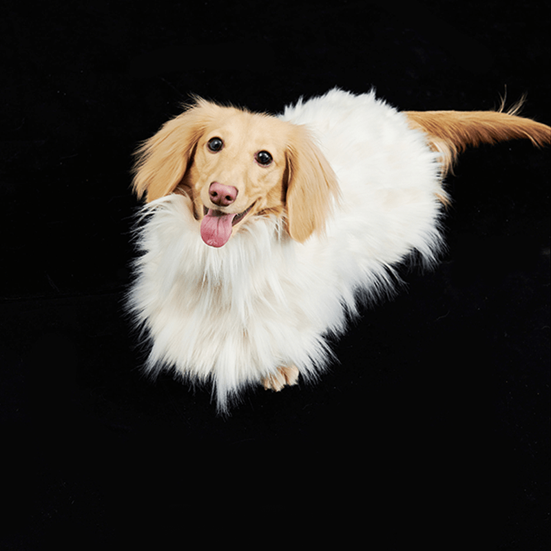 Luxury Faux Fur Greyhound Dog Cape