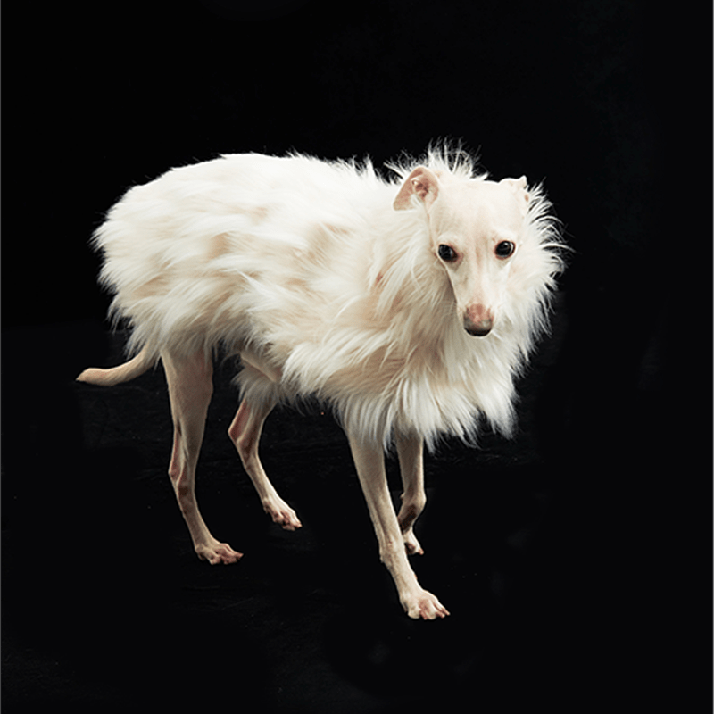 Luxury Faux Fur Greyhound Dog Cape
