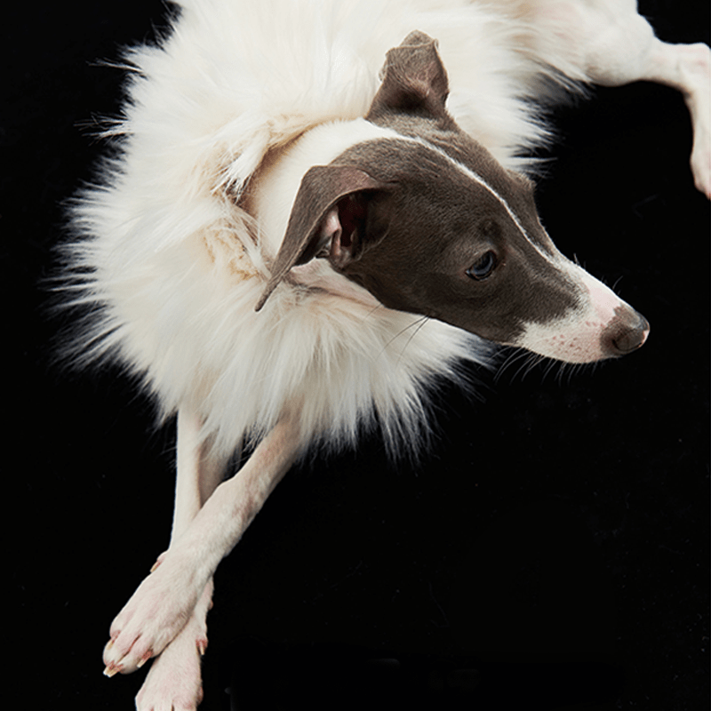 Luxury Faux Fur Greyhound Dog Cape