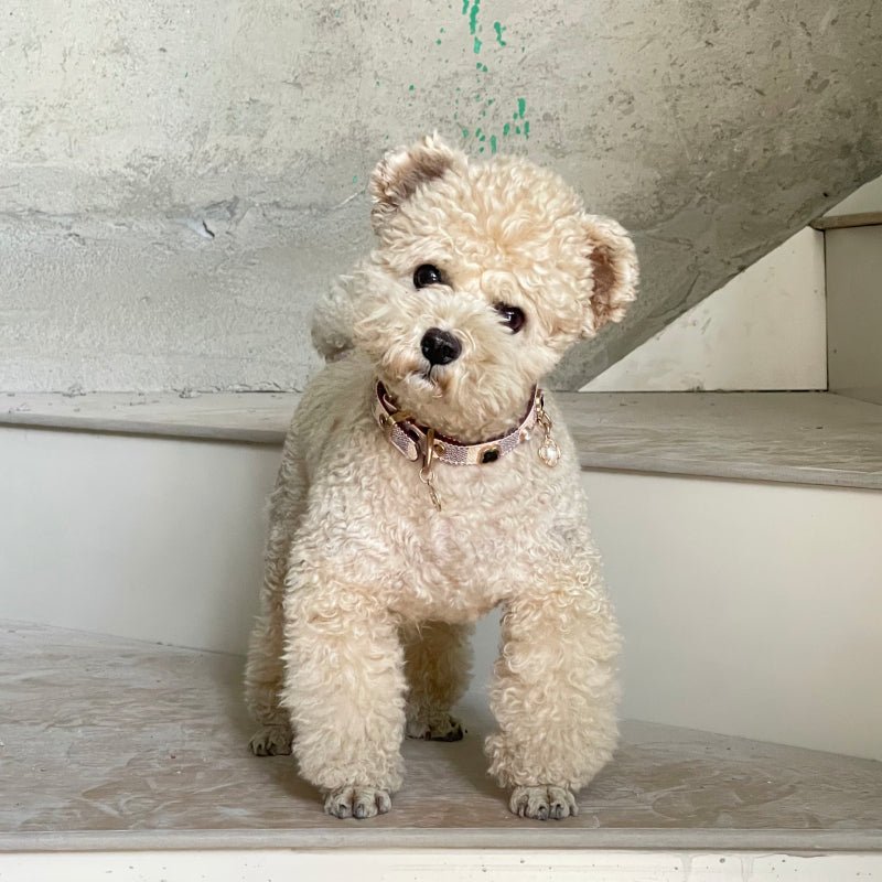 PU Leather Small Dog Collar Leash Set