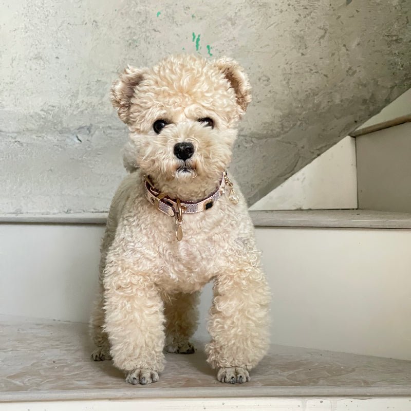 PU Leather Small Dog Collar Leash Set