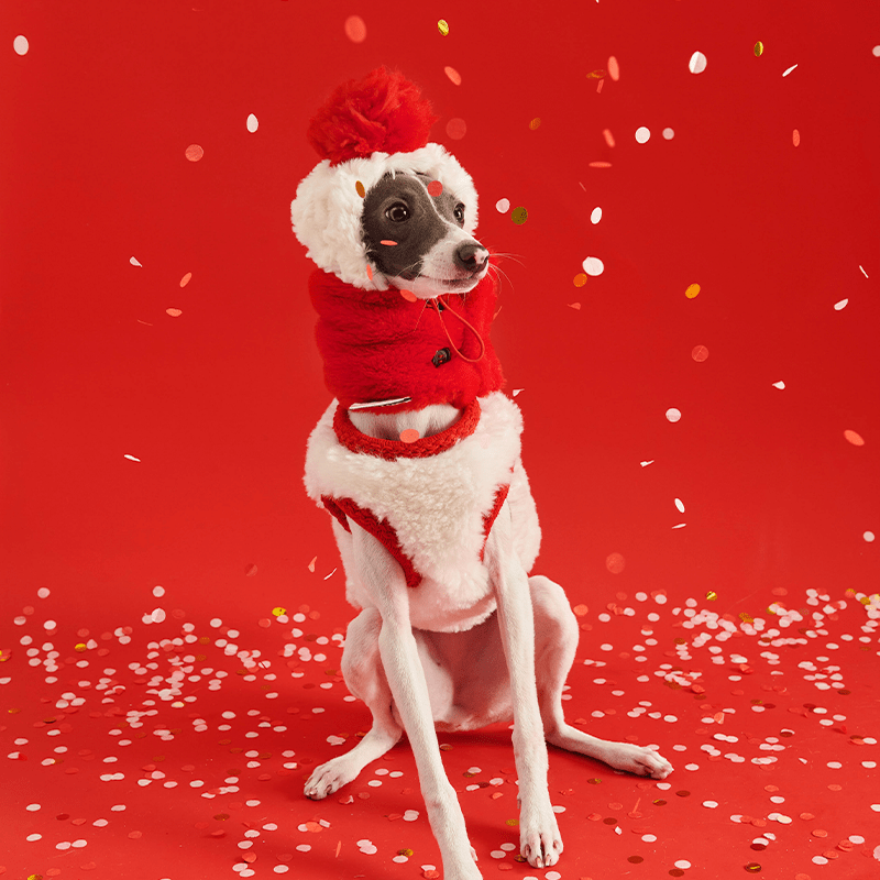 Cozy Italian Greyhound Fleece Vest