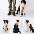 No Pull Dog Harness with Leash