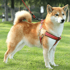 No Pull Big Dog Harness Vest