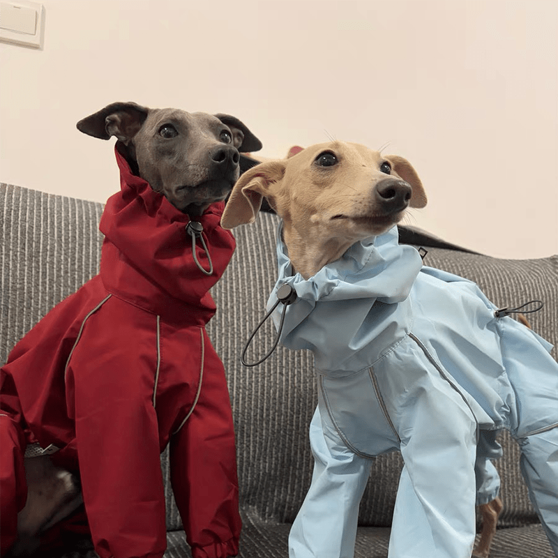 Waterproof Italian Greyhound Dog Jacket