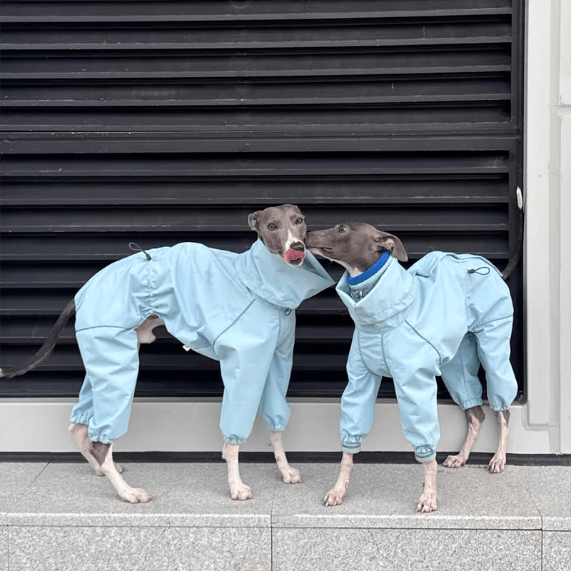 Waterproof Italian Greyhound Dog Jacket