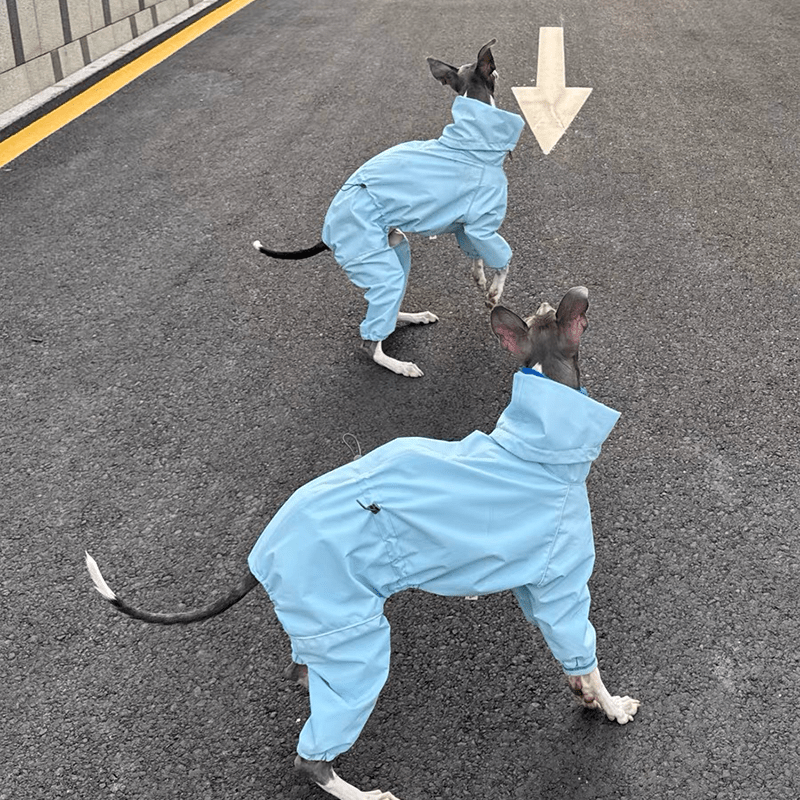 Waterproof Italian Greyhound Dog Jacket