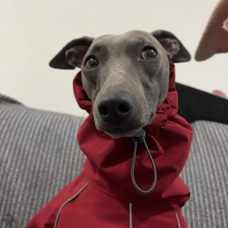 Waterproof Italian Greyhound Dog Jacket