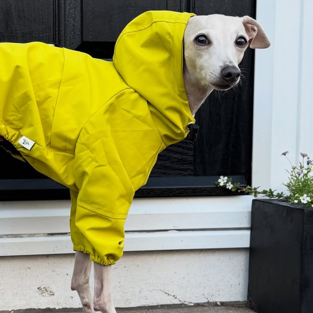 Warm Waterproof Italian Greyhound Raincoat