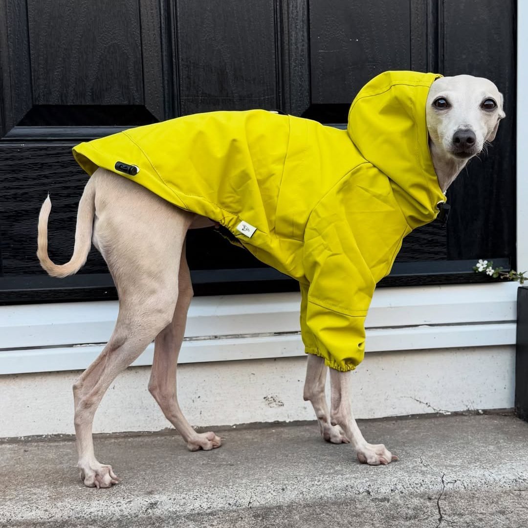 Warm Waterproof Italian Greyhound Raincoat