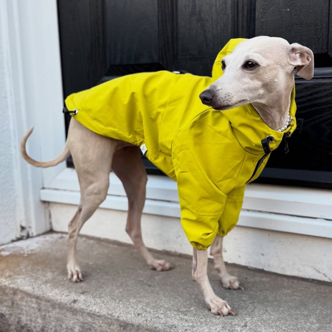 Warm Waterproof Italian Greyhound Raincoat