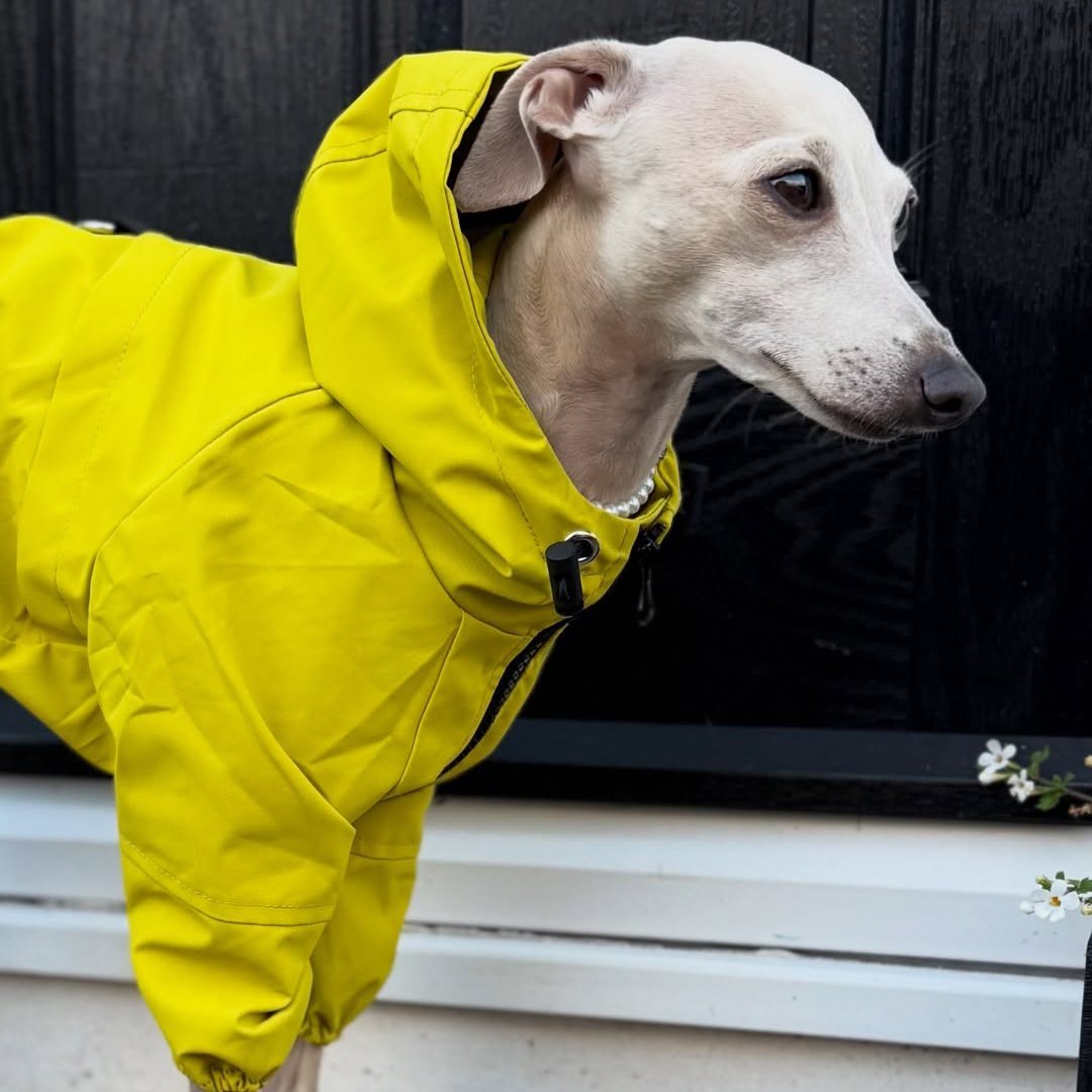 Warm Waterproof Italian Greyhound Raincoat