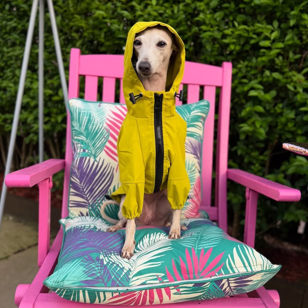 Warm Waterproof Italian Greyhound Raincoat