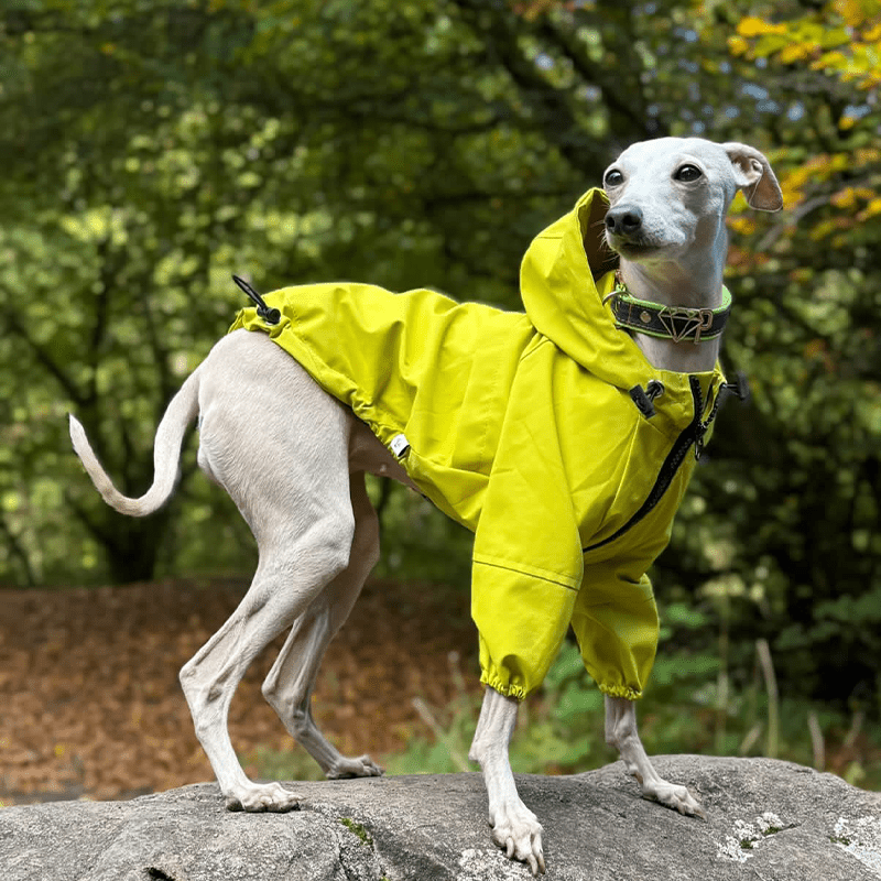 Warm Waterproof Italian Greyhound Raincoat