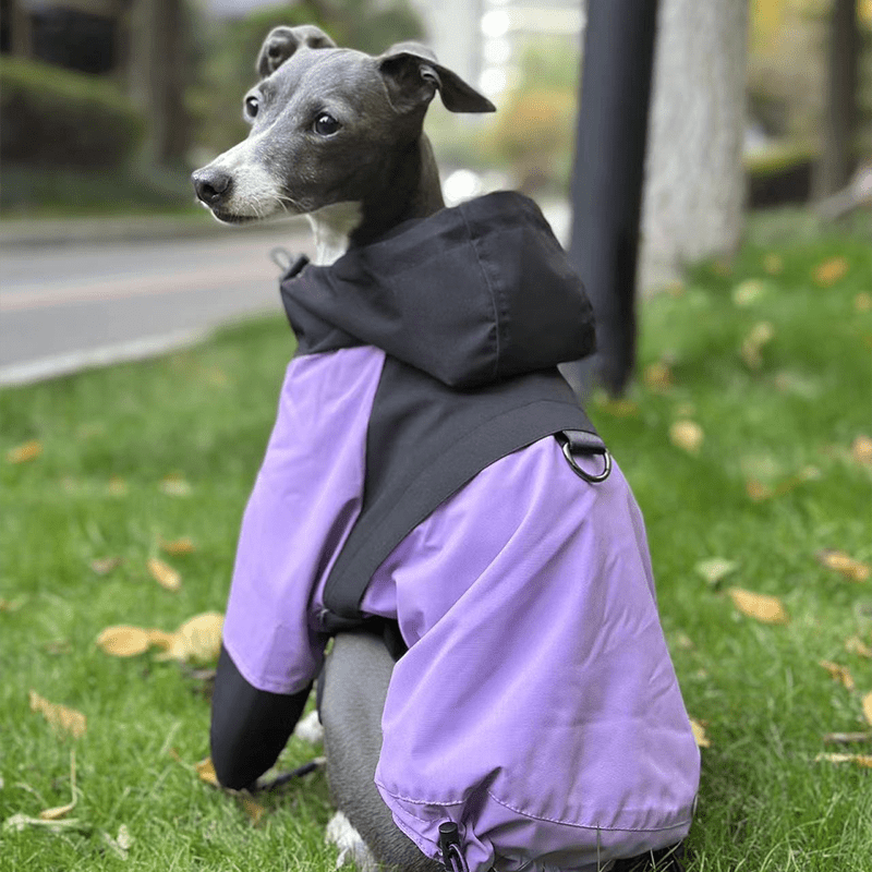 Lightweight Waterproof Italian Greyhound Raincoat